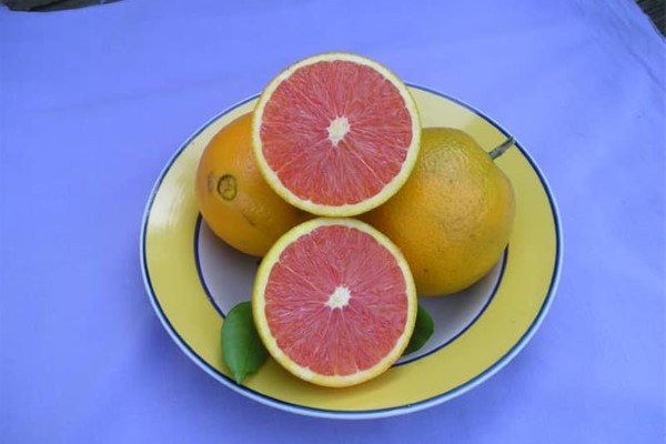 تصویر 3 از قیمت پرتقال خونی کاراکارا + خرید باور نکردنی